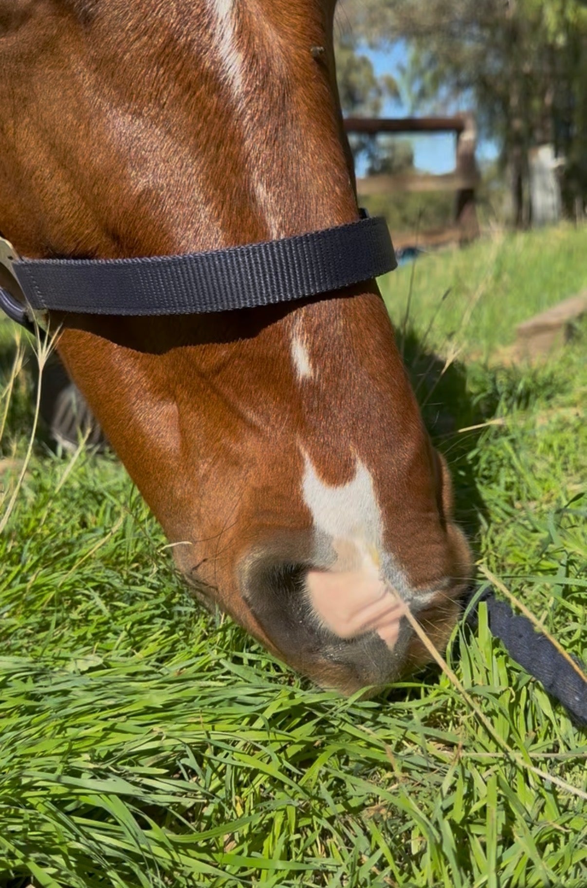 What Your Horse’s Manure Can Tell You: Gut Health Through Seasonal Change