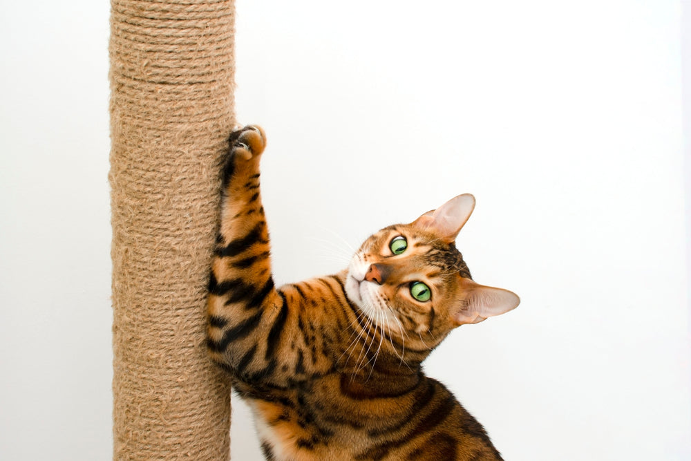 how to help you cat learn to scratch a post