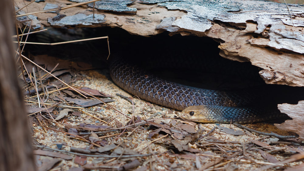 brown snake