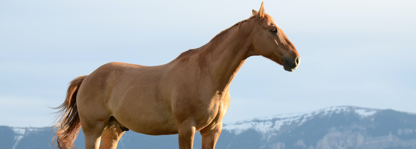 Horse Care