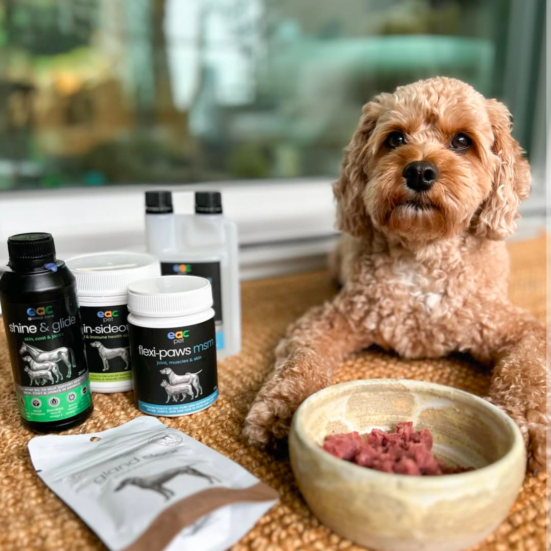 Joint Joy - Total Mobility &amp; Comfort for Senior Dogs &amp; Active Pets