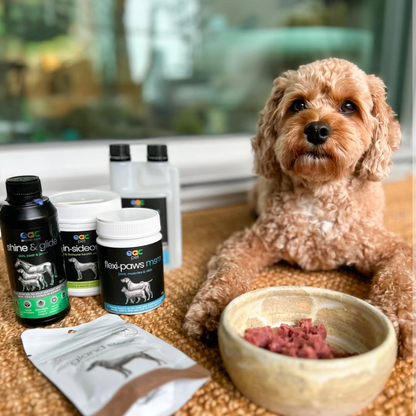 Joint Joy - Total Mobility &amp; Comfort for Senior Dogs &amp; Active Pets